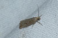 Bactra lancealana