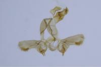 Bactra lancealana