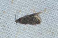 Grapholita funebrana
