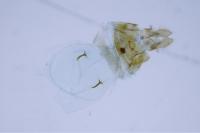 Grapholita funebrana