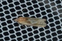 Eucosma cana