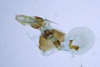 Eucosma cana