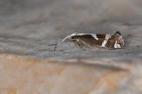 Eidophasia syenitella