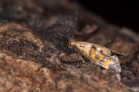 Epermenia pontificella