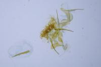Cnephasia cupressivorana