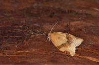 Clepsis consimilana