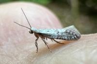 Argyresthia fundella