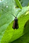 Adela reaumurella