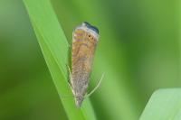 Dichrorampha plumbana