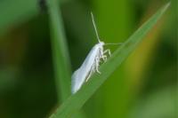 Elachista argentella