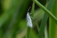 Elachista argentella