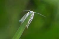 Elachista argentella