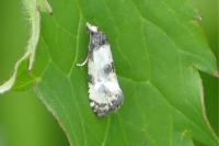 Neocochylis dubitana