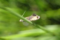 Glyphipterix thrasonella