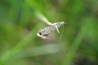 Glyphipterix thrasonella