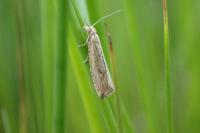 Bactra lancealana