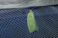 Tortrix viridana