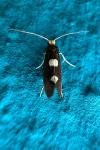 Incurvaria oehlmanniella