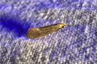 Nematopogon