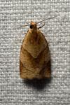 Clepsis rurinana