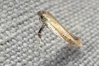 Aspilapteryx tringipennella