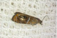 Olethreutes arcuella