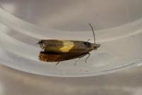 Dichrorampha petiverella