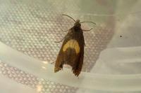 Dichrorampha petiverella