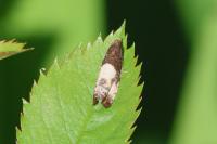 Notocelia cynosbatella