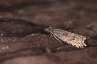 Ancylis unguicella