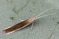 Coleophora