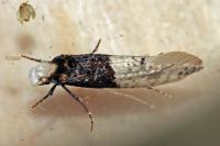 Trichophaga tapetzella