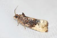 Hedya nubiferana