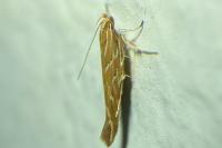 Pyroderces argyrogrammos