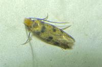 Tinea basifasciella