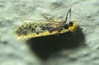 Monopis crocicapitella