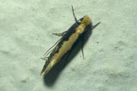 Monopis crocicapitella
