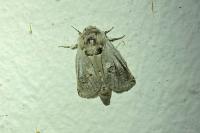 Parahypopta caestrum