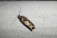 Epinotia immundana
