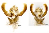 Epinotia immundana