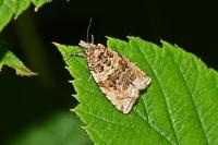 Orthotaenia undulana