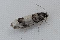 Epinotia thapsiana