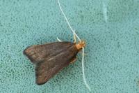 Eurodachtha pallicornella