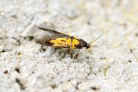 Schiffermuelleria schaefferella
