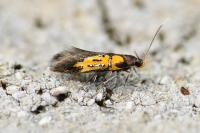 Schiffermuelleria schaefferella