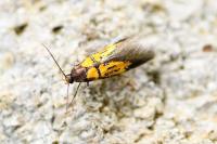 Schiffermuelleria schaefferella