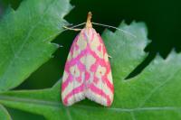 Hypercallia citrinalis