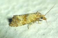 Neocochylis molliculana