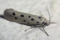 Ethmia dodecea
