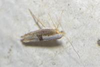 Argyresthia spinosella